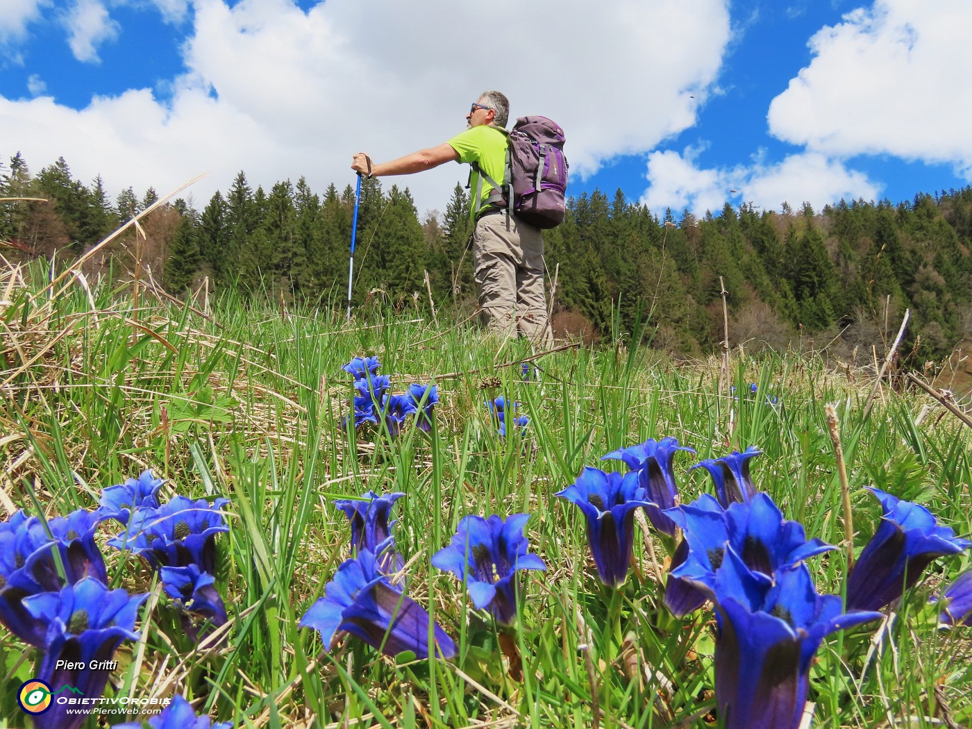 48 Fiori di Gentiana clusii (Genziana di Clusius).JPG